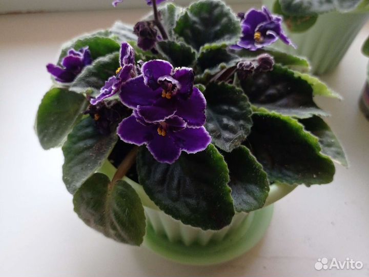 Цветы фиалки и бегония