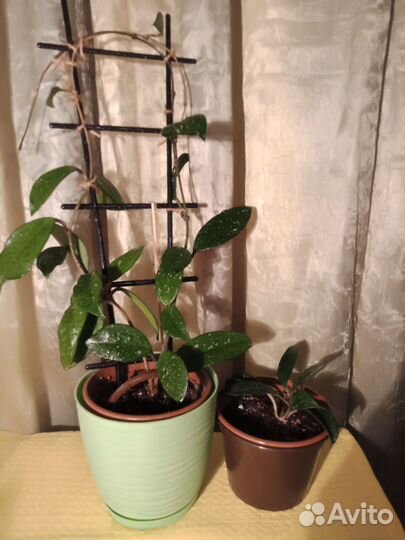 Комнатные растения разные