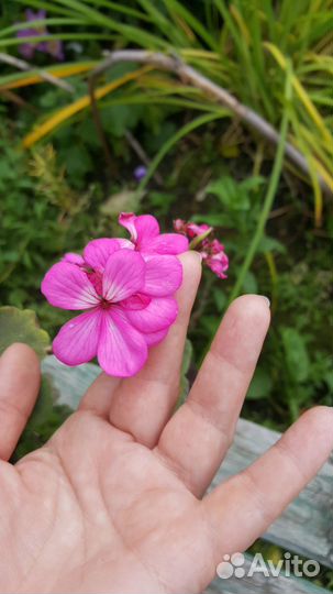 Разные герани