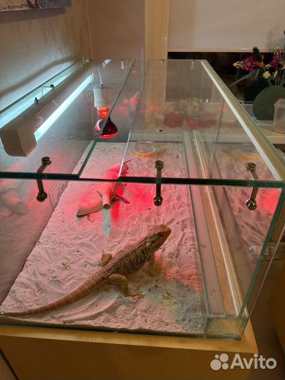 Ящерица агама