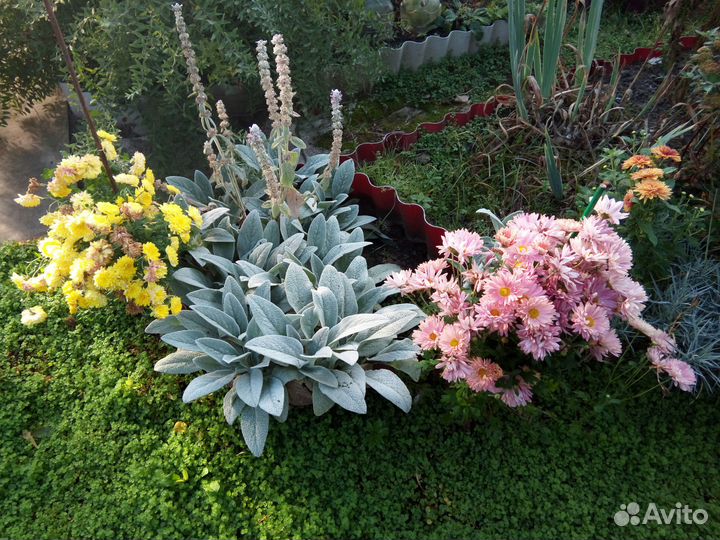 Многолетники