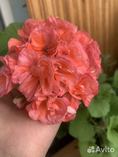 Пеларгония герань