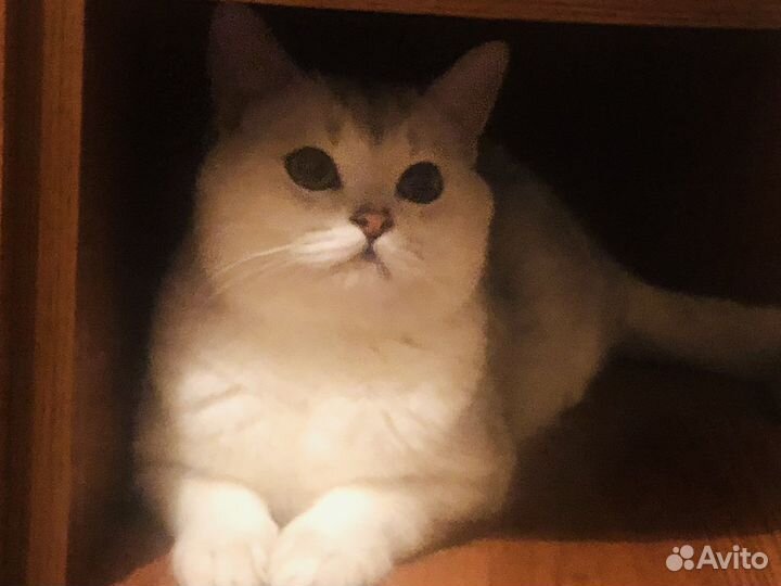 Шотландский шиншила кот вязка