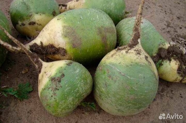 Семена редьки, дайкона