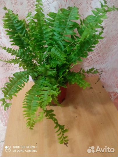 Папоротник нефролепис