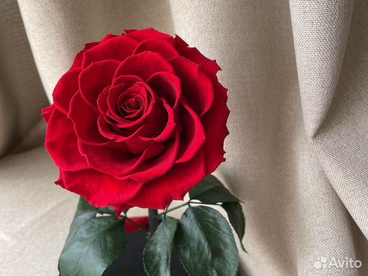 Живая вечная роза в стеклянной колбе