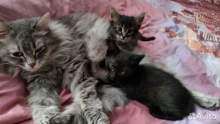 Котята 1,5 мес