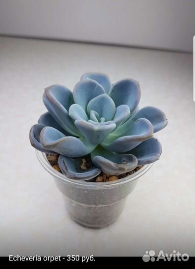 Суккуленты 3