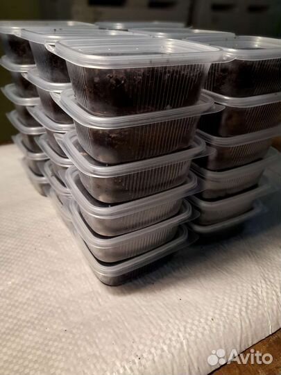 Червь красный для рыбалки