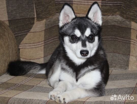 Кли кай - собака не для Вас