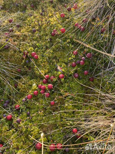 Ягоды клюквы