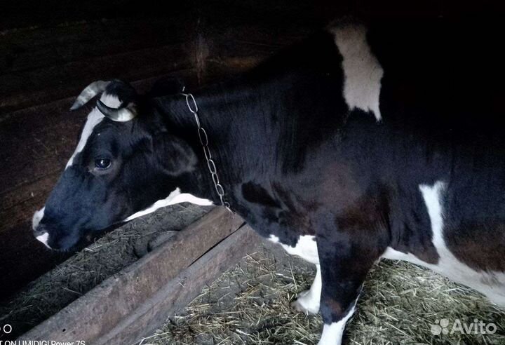 Корова дойная