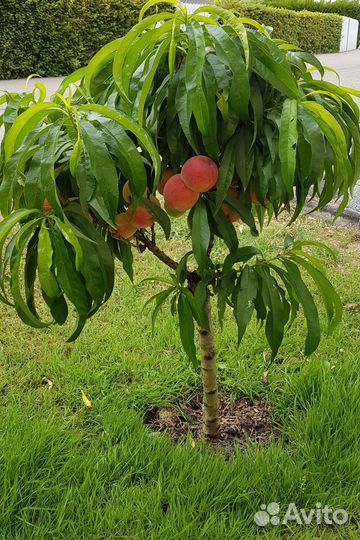 Колоновидный персик (саженец)
