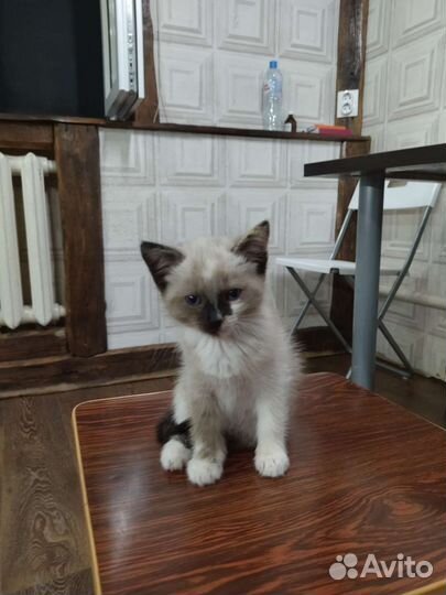 Котята в добрые руки бесплатно