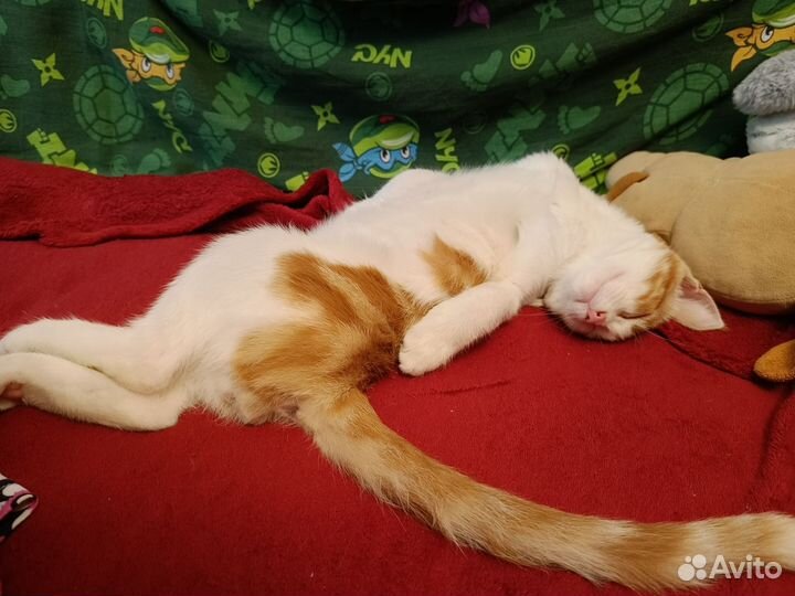 Котик бесплатно