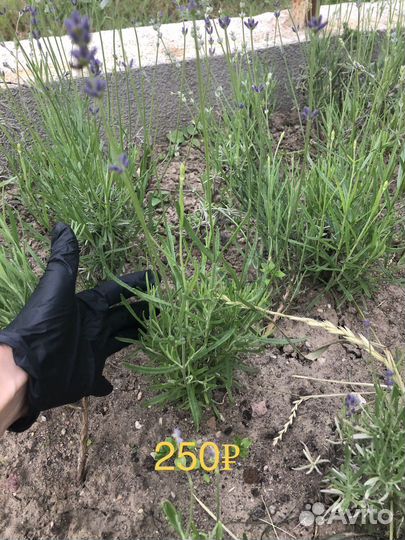 Саженцы лаванды