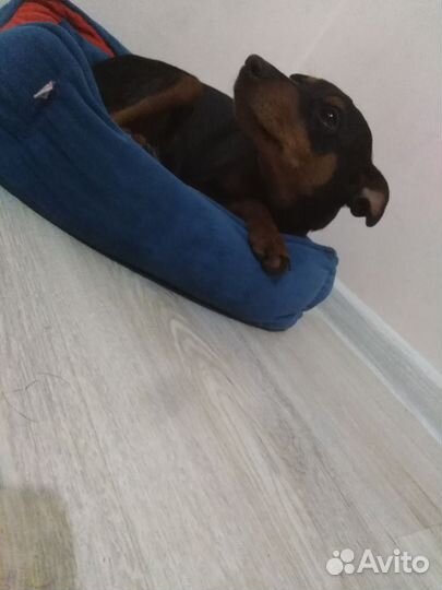 Мини доберман