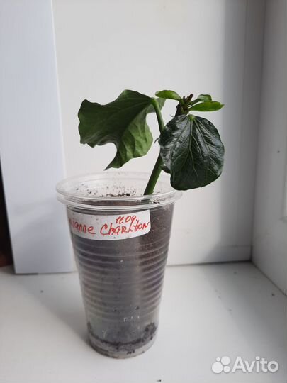 Гибискус сортовой Marianne Charlton