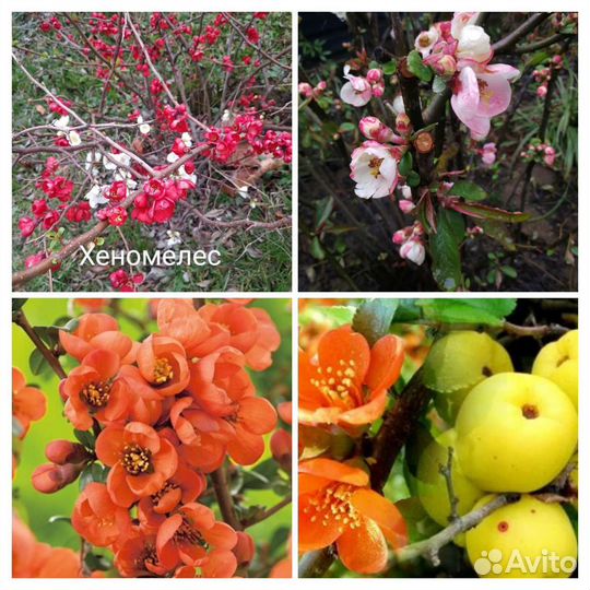 Хеномелес,японская айва несколько сортов