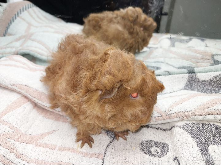 Морские свинки (кудрявые и перу)