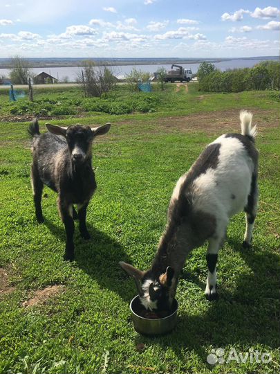 Коза козлята ламанча