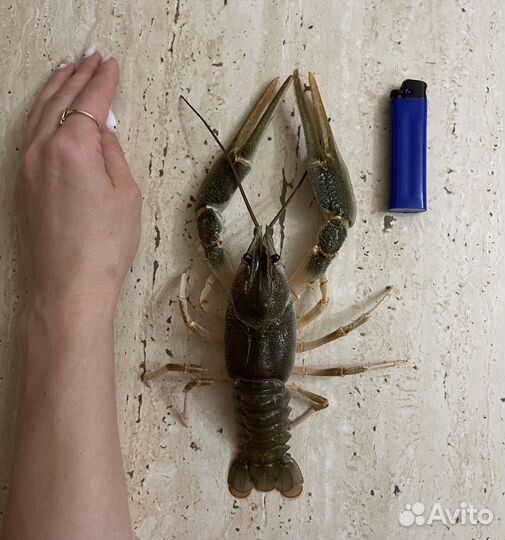 Живые и варенные Раки доставка