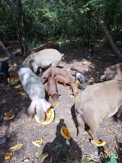 Поросята дюрок