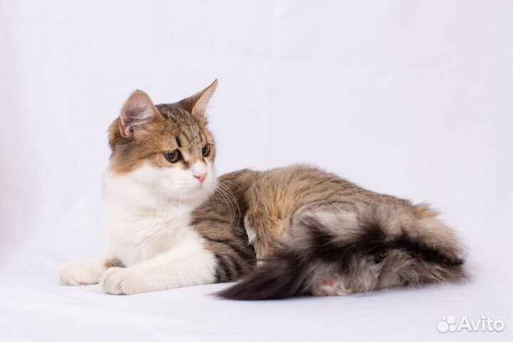 Красивый котенок