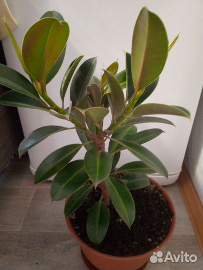 Комнатные цветы