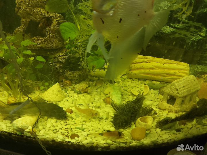 Сомики анциструсы