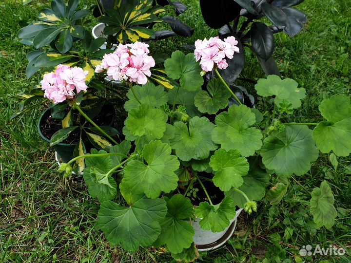 Герань пеларгония
