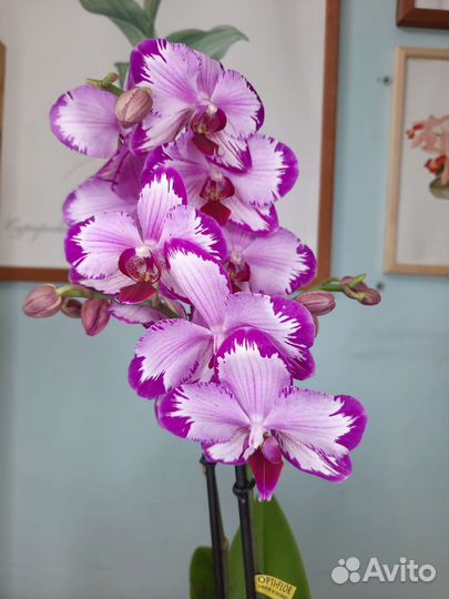 Орхидея