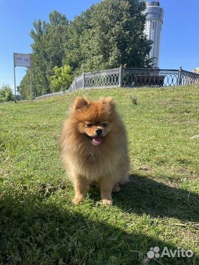 Ищем невесту