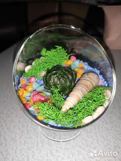 Суккуленты цветы флорариум подарок