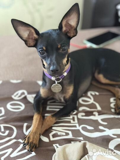 Русский той-терьер