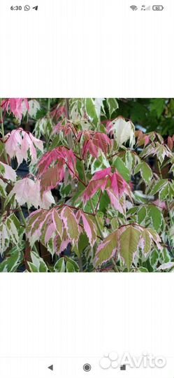 Клен фламинго