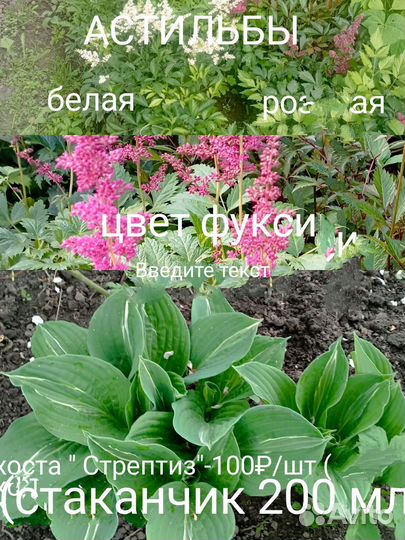 Многолетники цветы