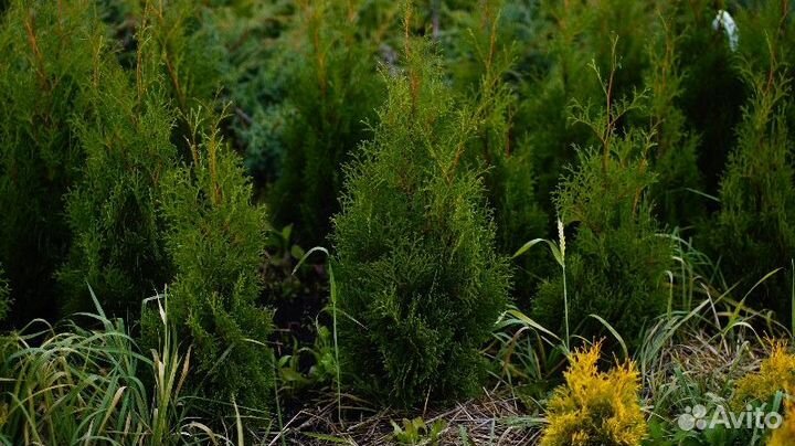 Туя западная