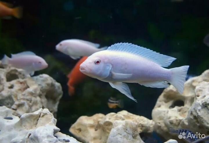 Виды рыб озёр Африки. Взрослые, мальки