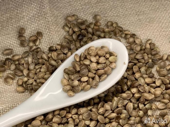 Семена конопли / Премиум