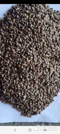 Продам семена экспорцета