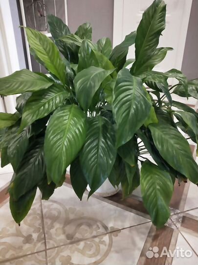 Спатифиллум