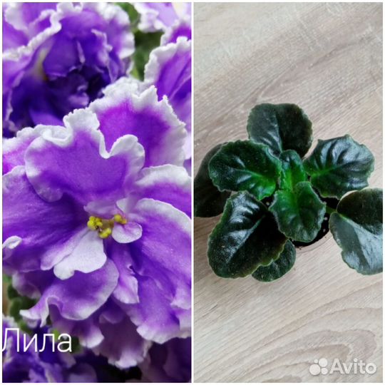 Детки сортовых фиалок