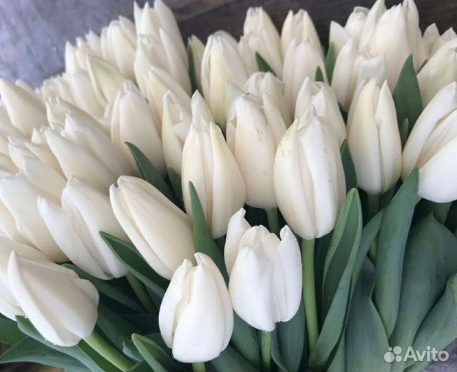 Тюльпаны к 8 марта оптом