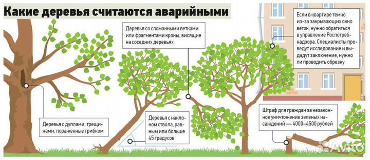 Спил деревьев,Расчистка участков