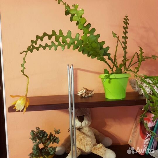 Дизокактус