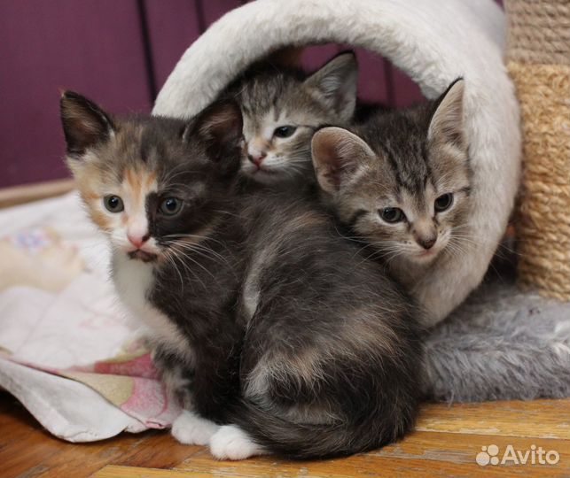 Котята в добрые руки