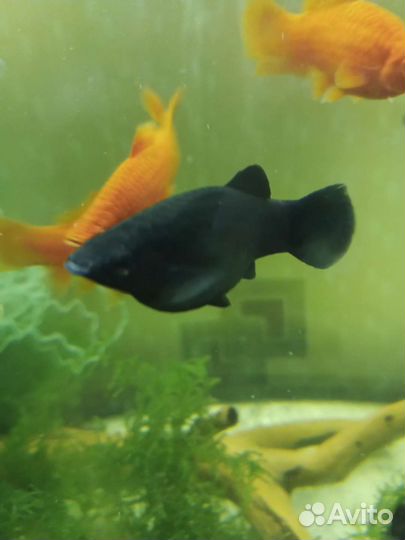 Аквариумные рыбки