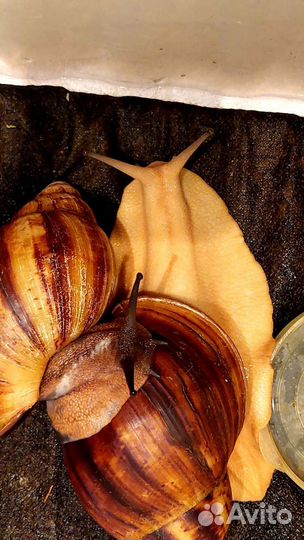 Улитки архахатины маргината овум. Гигантские