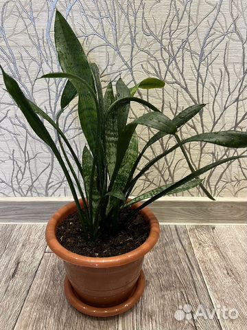 Сансевиерия, тещин язык